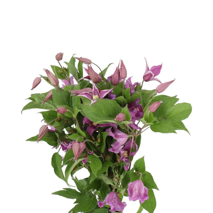 Filigree Clematis (Clematis 'Filigree'): Exquisite and