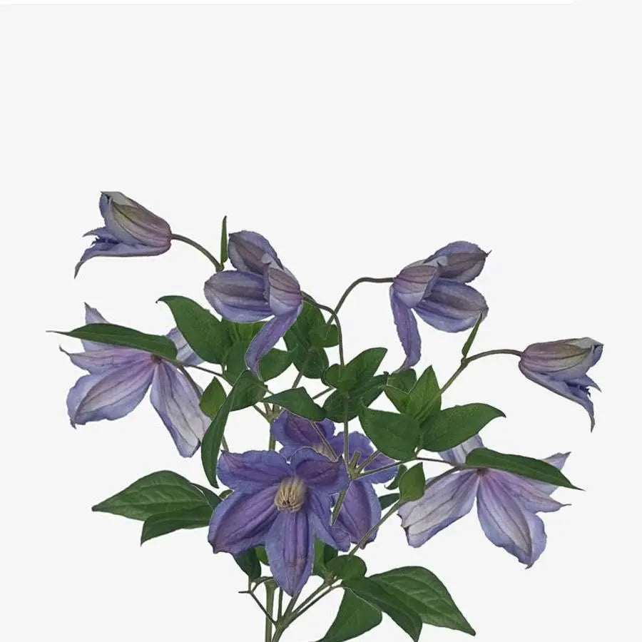 Clematis Amazing Geneva - 10 Stem Bunch 