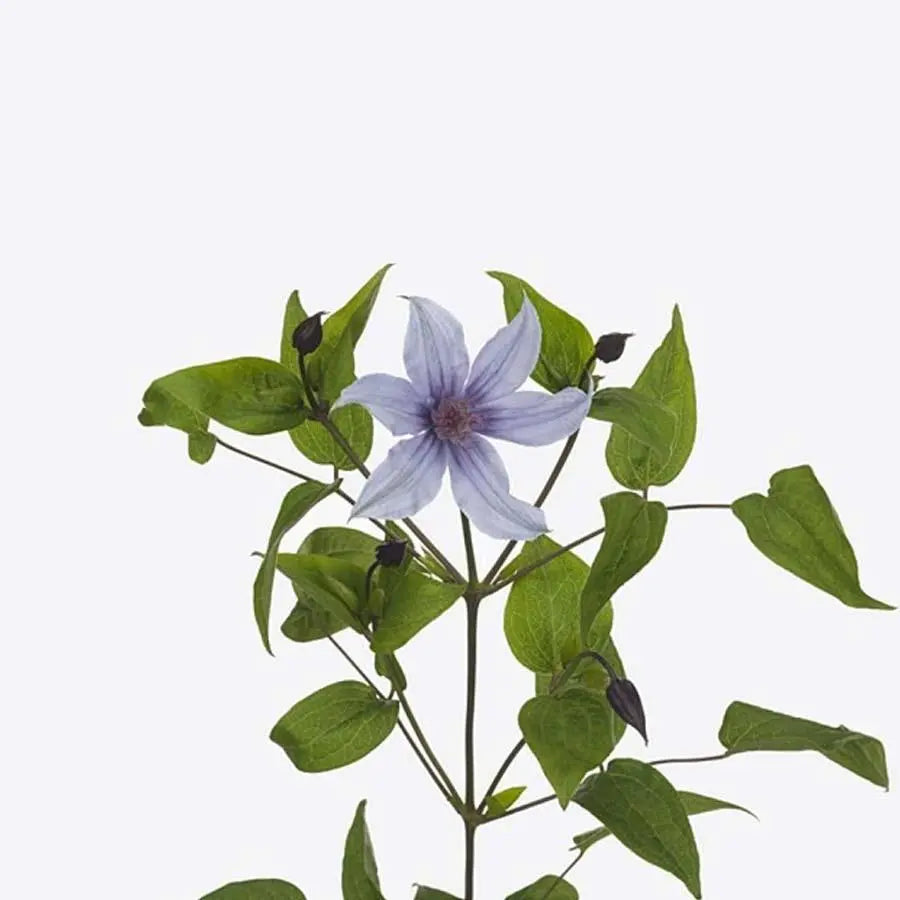 Clematis Amazing Havana - 10 Stem Bunch