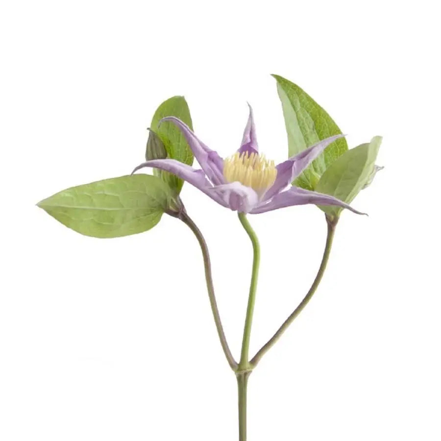 Clematis Amazing London - 10 Stem Bunch