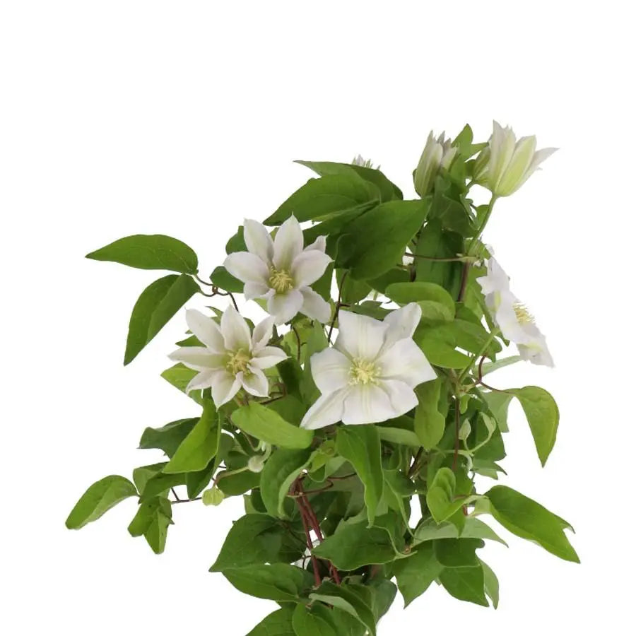 Clematis Amazing Vienna - 20 Stem Bunch Holex Dutch