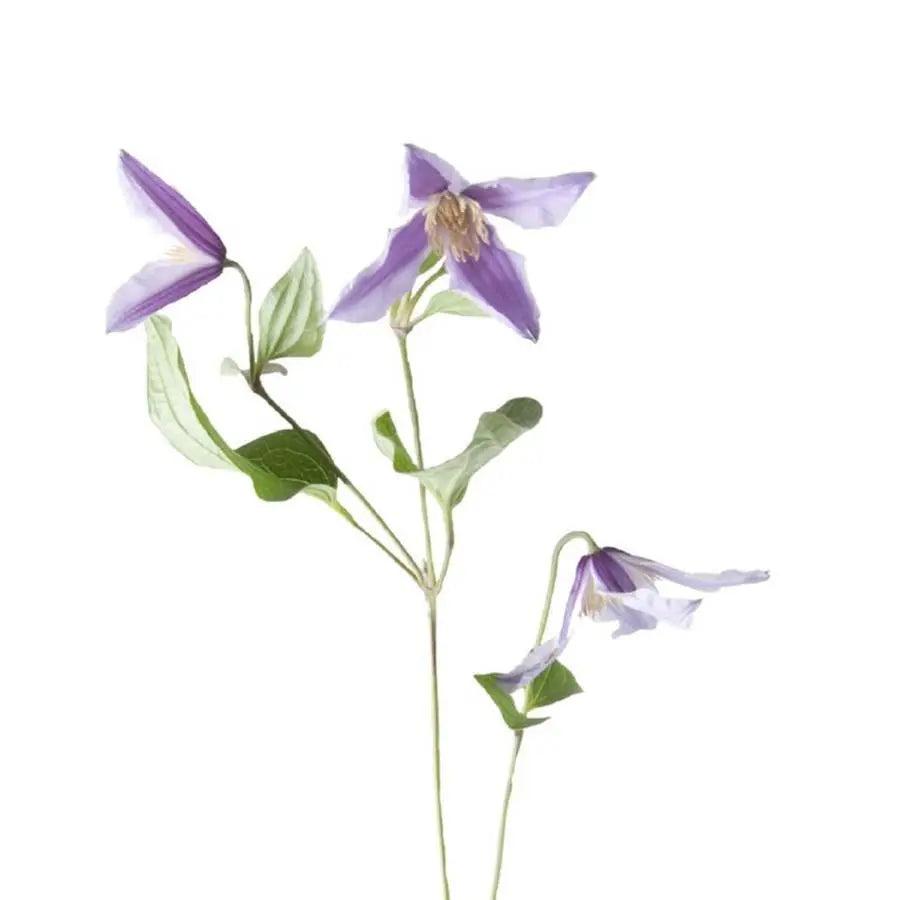 Clematis Star River - 10 Stem Bunch