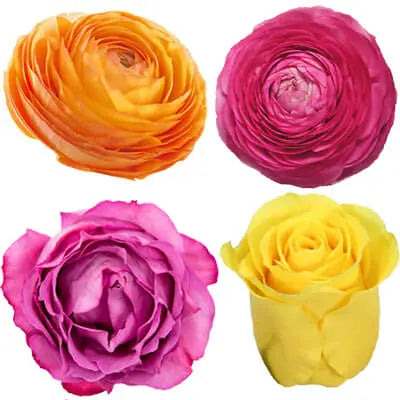 Sunny Days PetalKit PetalDrivenCom