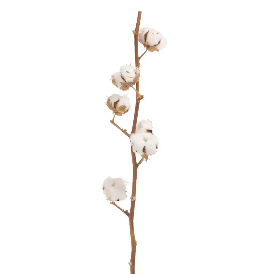 Cotton Natural -  10 Bunch Box HDB