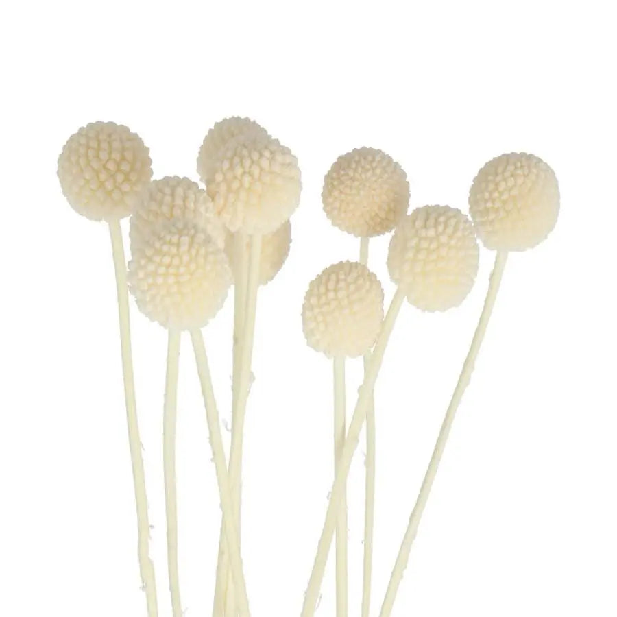 Billy Balls Bleached - 10 Bunches