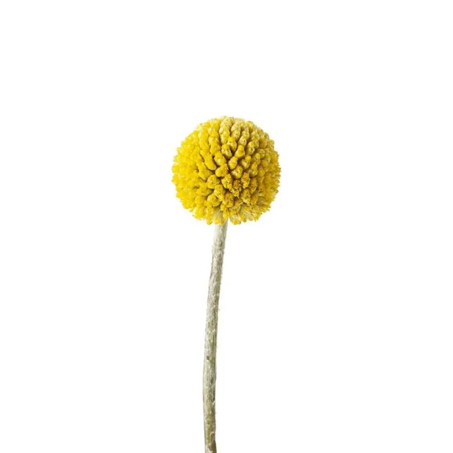 Billy Balls Globosa - 50 Stem Bunch