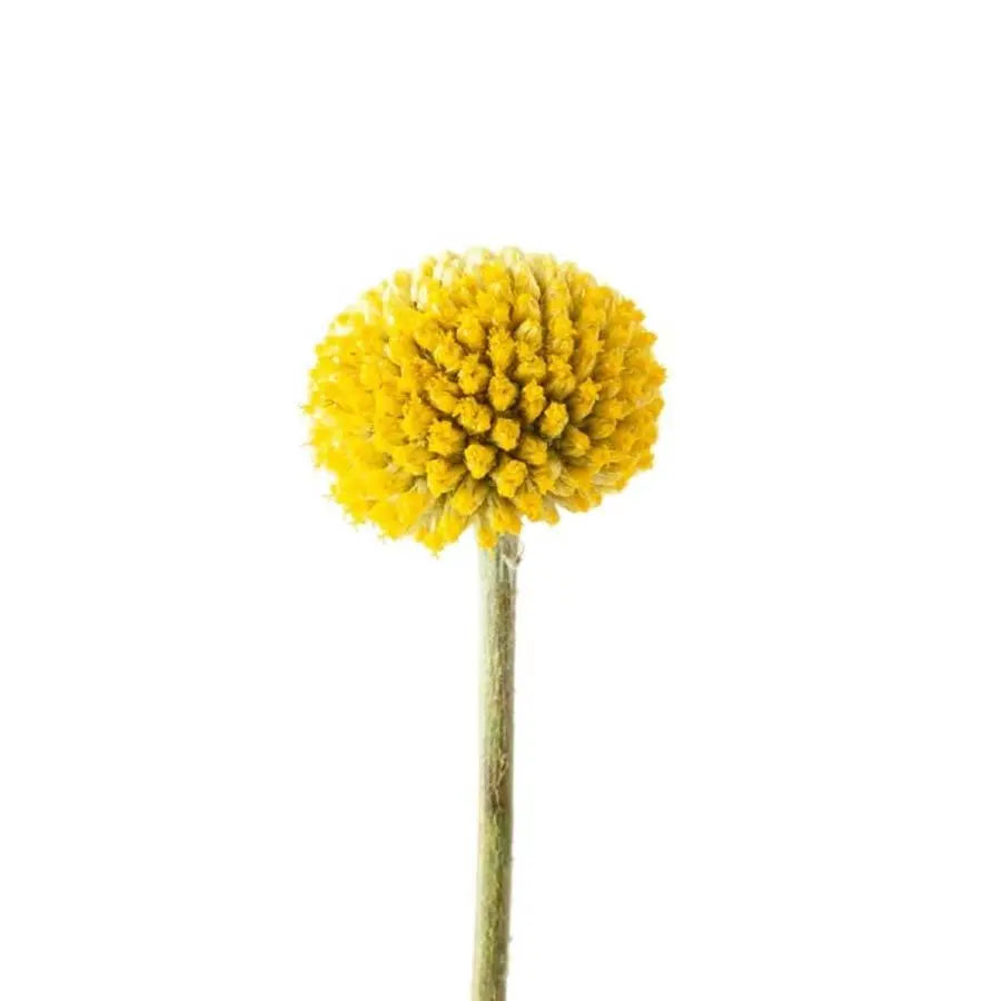 Billy Balls Paintball Globe - 50 Stem Bunch