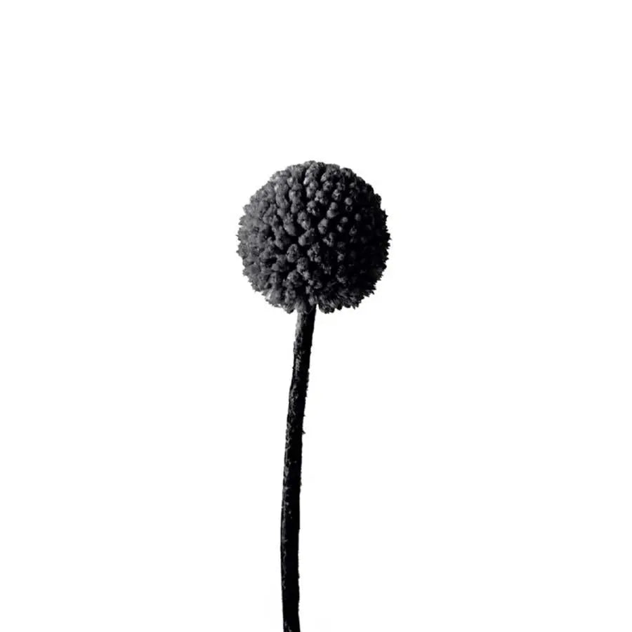 Billy Balls - 50 Stem Bunch
