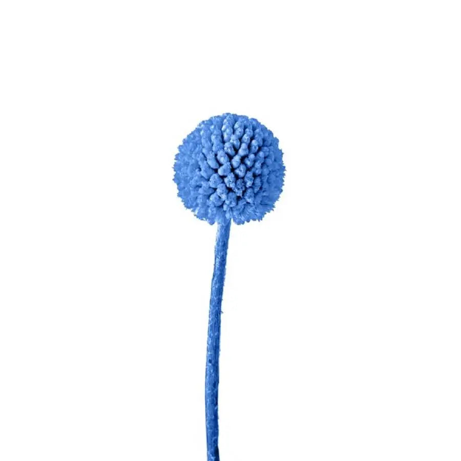 Billy Balls - 50 Stem Bunch