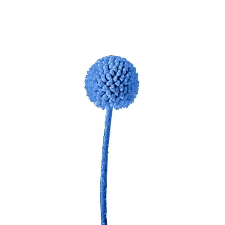 Billy Balls - 50 Stem Bunch