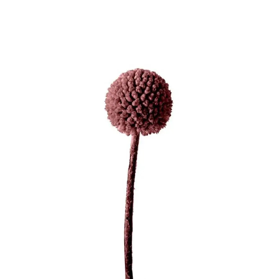 Billy Balls - 50 Stem Bunch