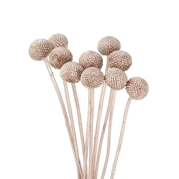 Billy Balls - 50 Stem Bunch