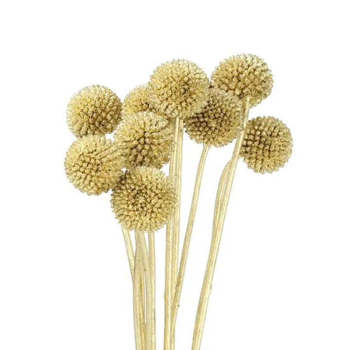 Billy Balls - 50 Stem Bunch