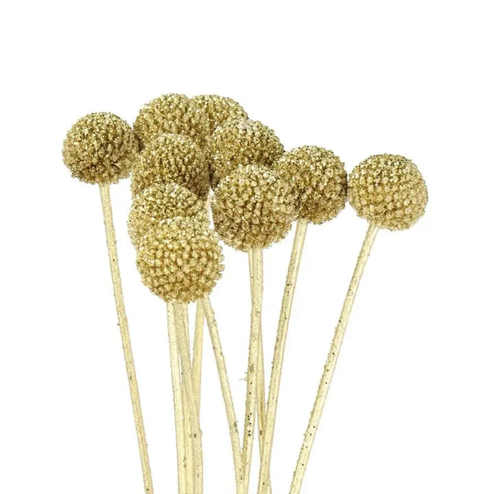 Billy Balls - 50 Stem Bunch