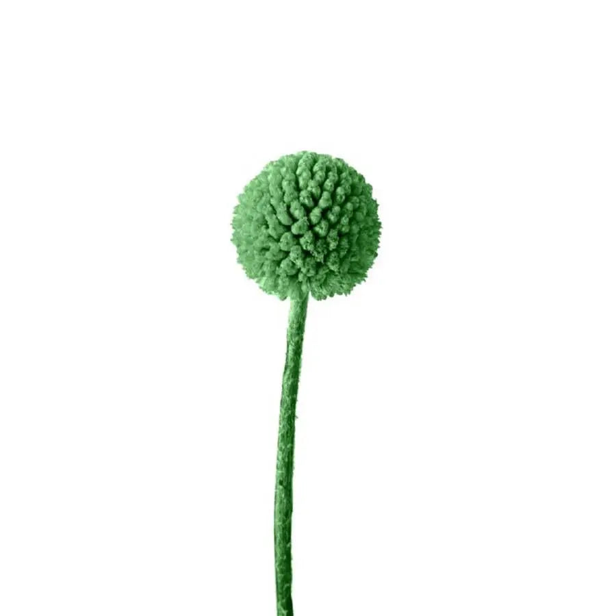 Billy Balls - 50 Stem Bunch