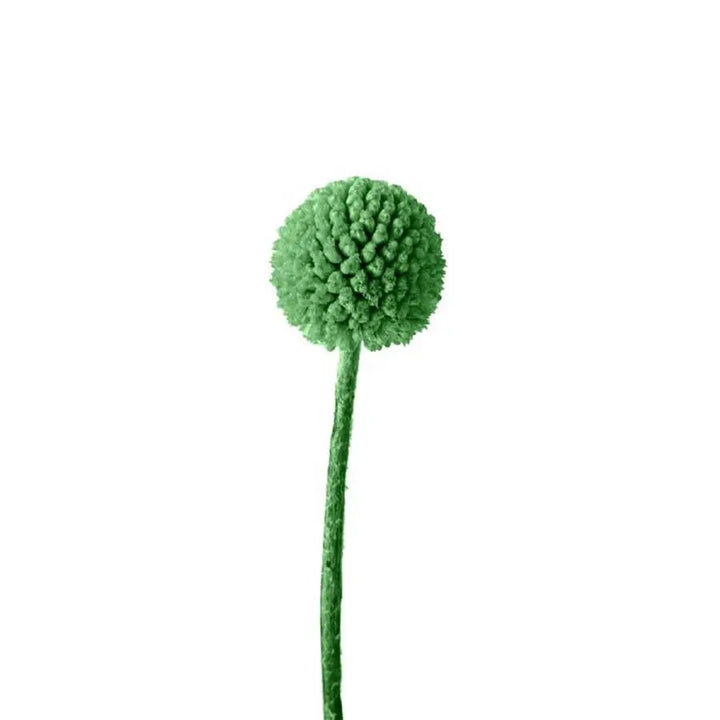 Billy Balls - 50 Stem Bunch