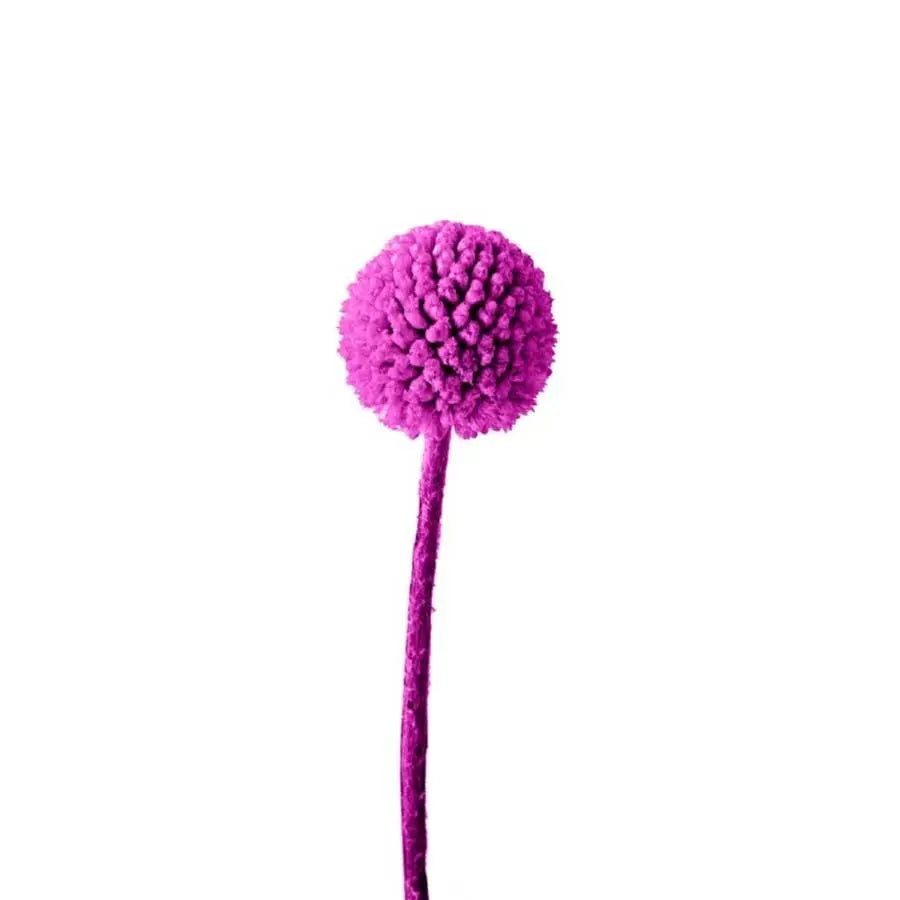 Billy Balls - 50 Stem Bunch