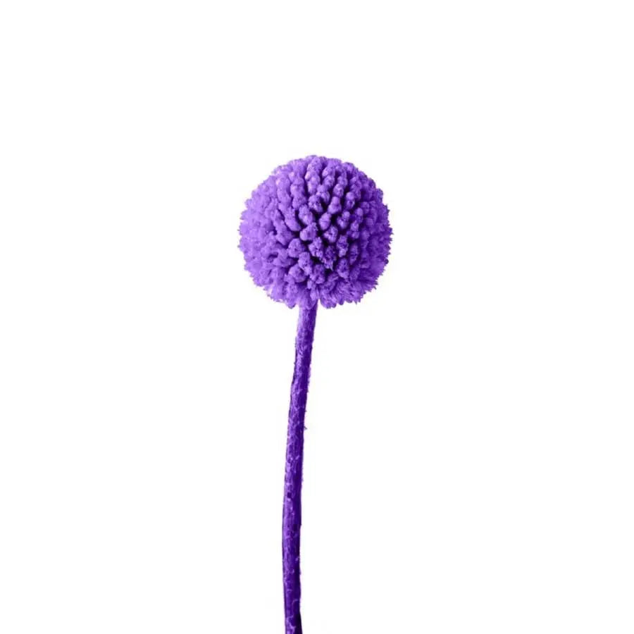 Billy Balls - 50 Stem Bunch