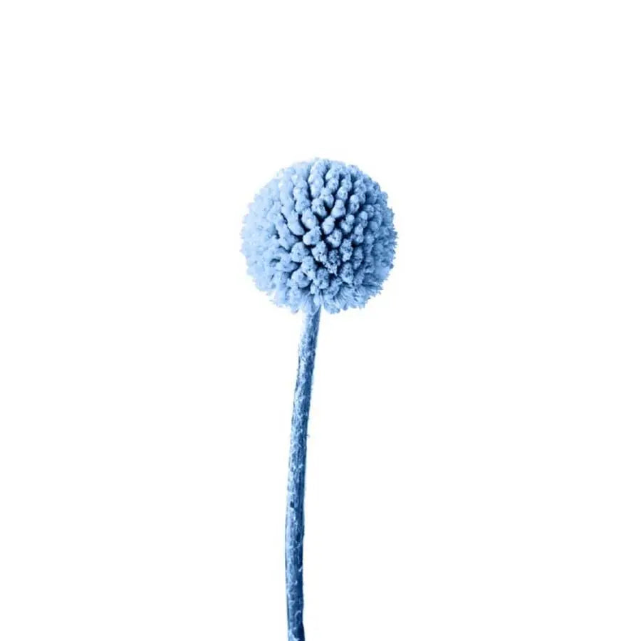 Billy Balls - 50 Stem Bunch