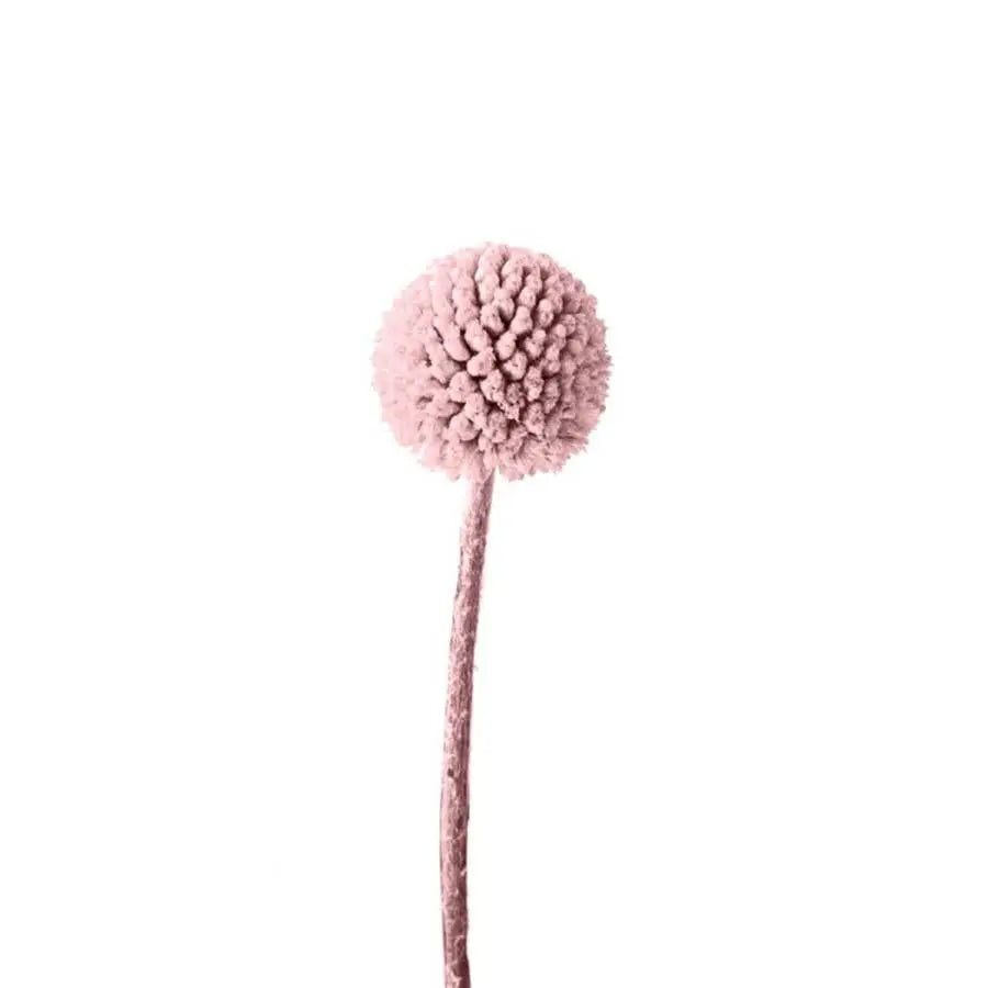 Billy Balls - 50 Stem Bunch