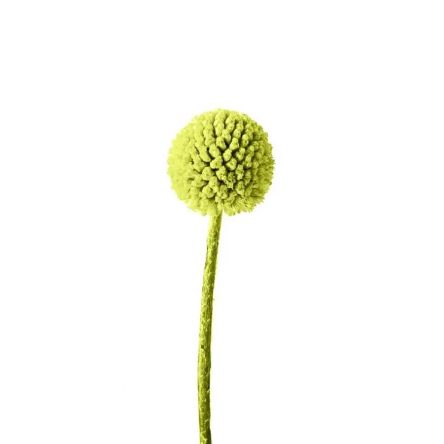 Billy Balls - 50 Stem Bunch