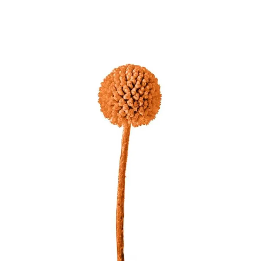 Billy Balls - 50 Stem Bunch