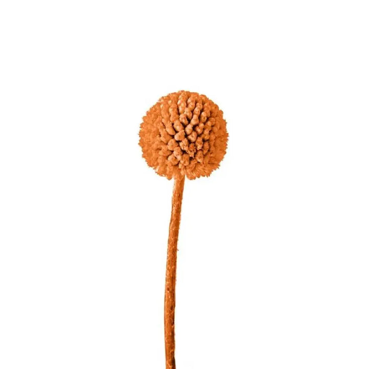 Billy Balls - 50 Stem Bunch
