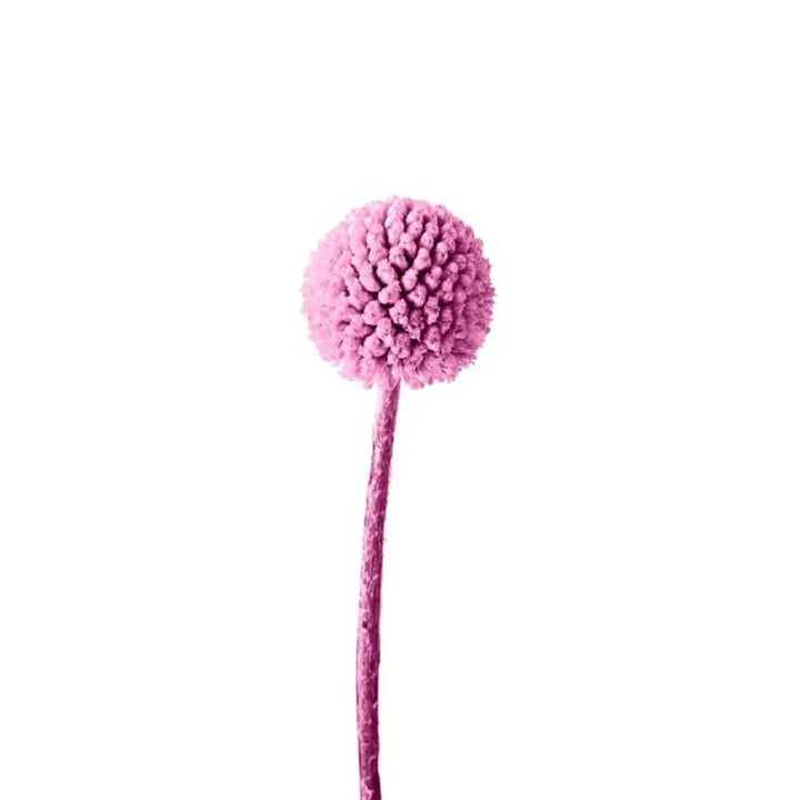 Billy Balls - 50 Stem Bunch