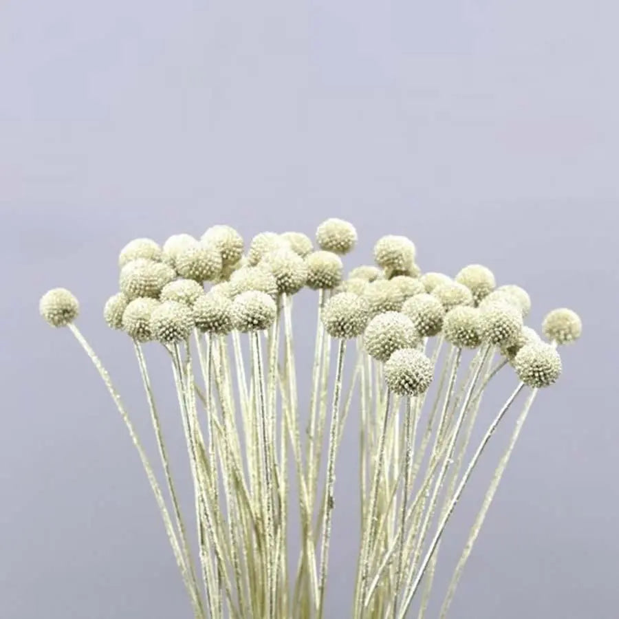 Billy Balls - 50 Stem Bunch
