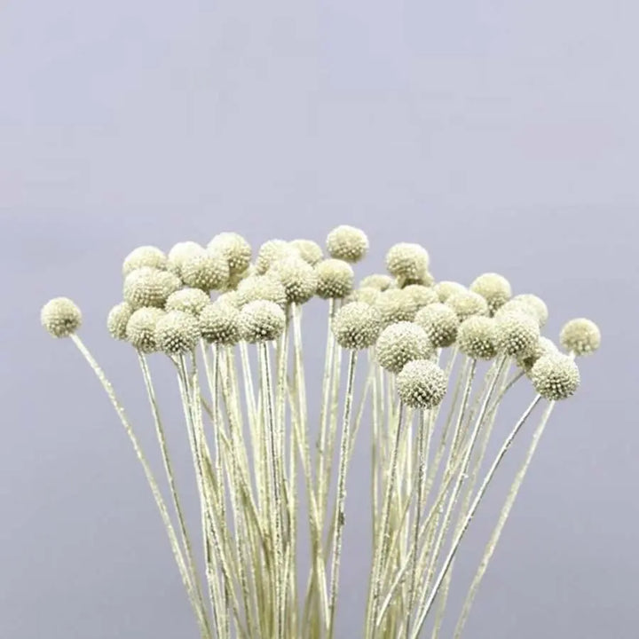 Billy Balls - 50 Stem Bunch
