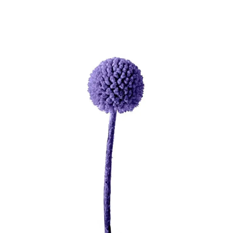 Billy Balls - 50 Stem Bunch