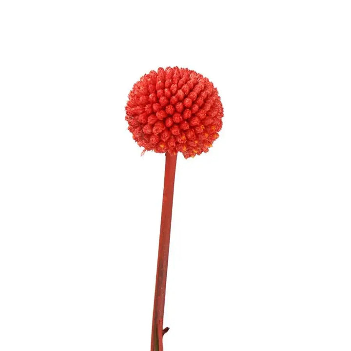 Billy Balls - 50 Stem Bunch