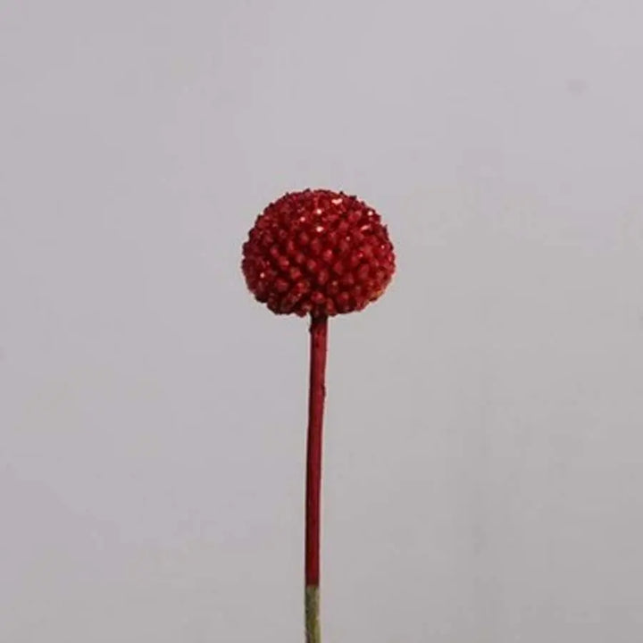 Billy Balls - 50 Stem Bunch
