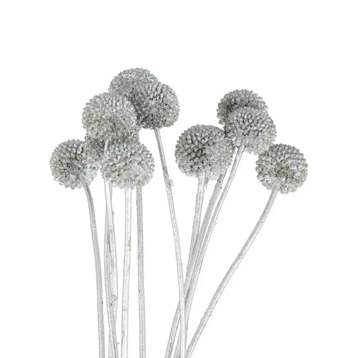 Billy Balls - 50 Stem Bunch