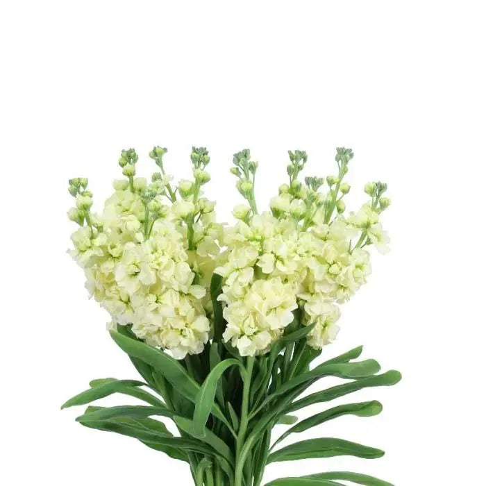 Stock Cream