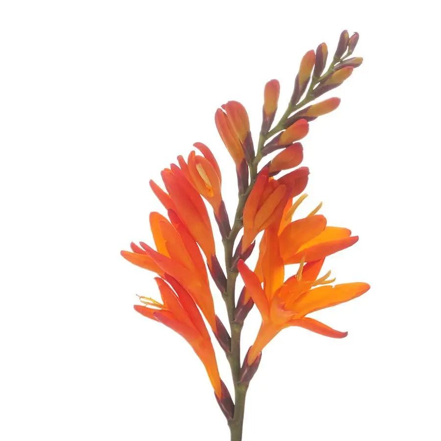 Crocosmia Prince Of Orange - 40 Stem Bunch Holex Dutch