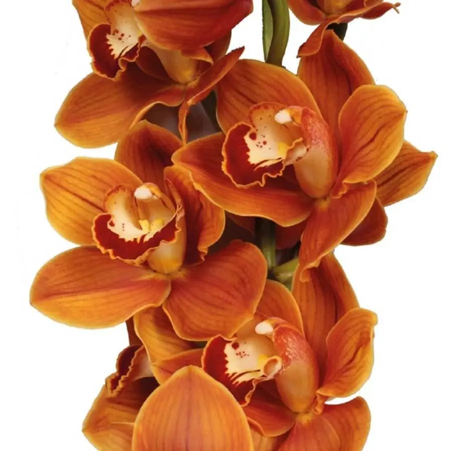 Cymbidium Balou - 6 Stem Bunch Holex Dutch