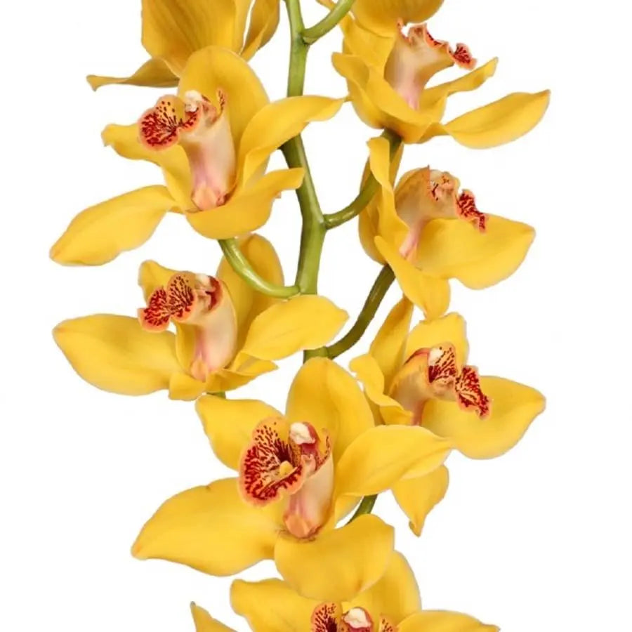 Cymbidium Golden Boy Nevada - 6 Stem Bunch Holex Dutch