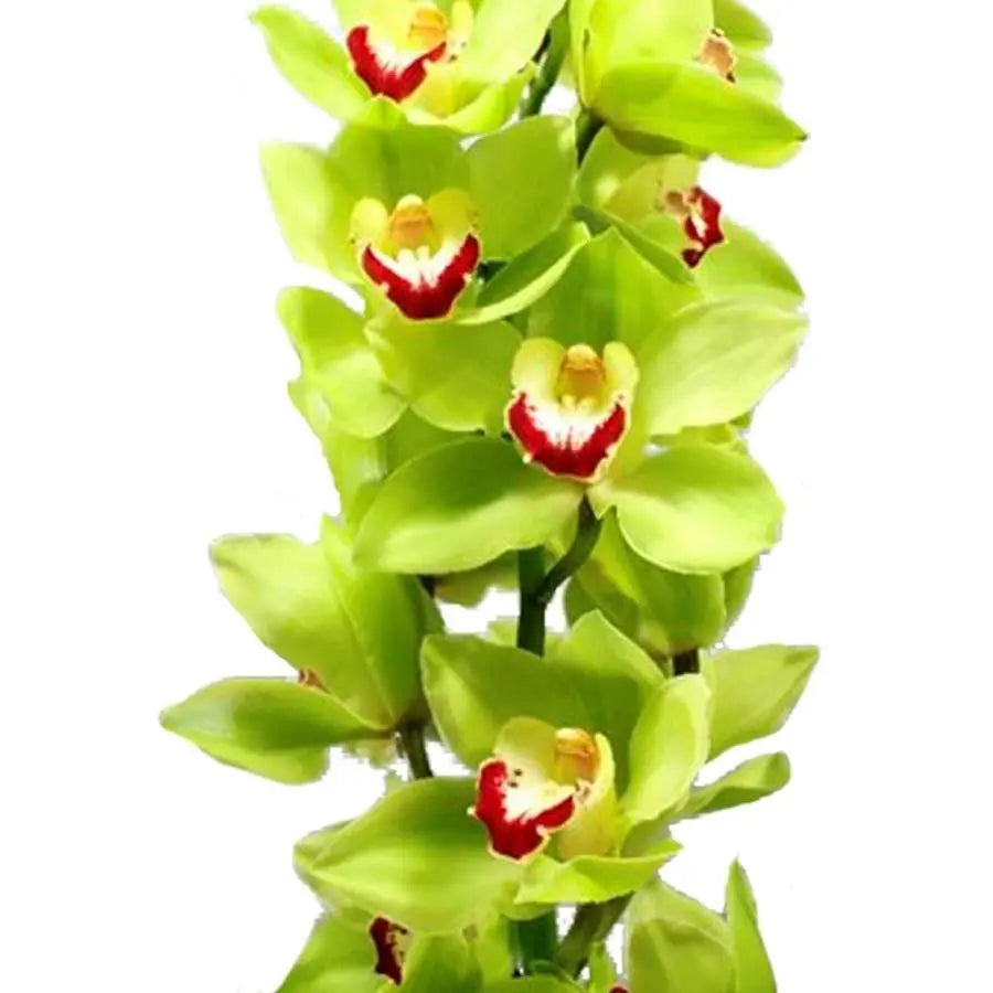 Cymbidium Green Choice - 6 Stem Bunch Holex Dutch