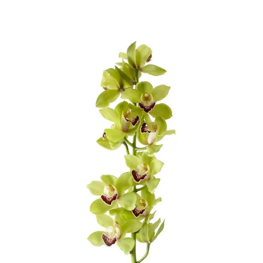 Cymbidium Green Valley - 6 Stem Bunch Holex Dutch