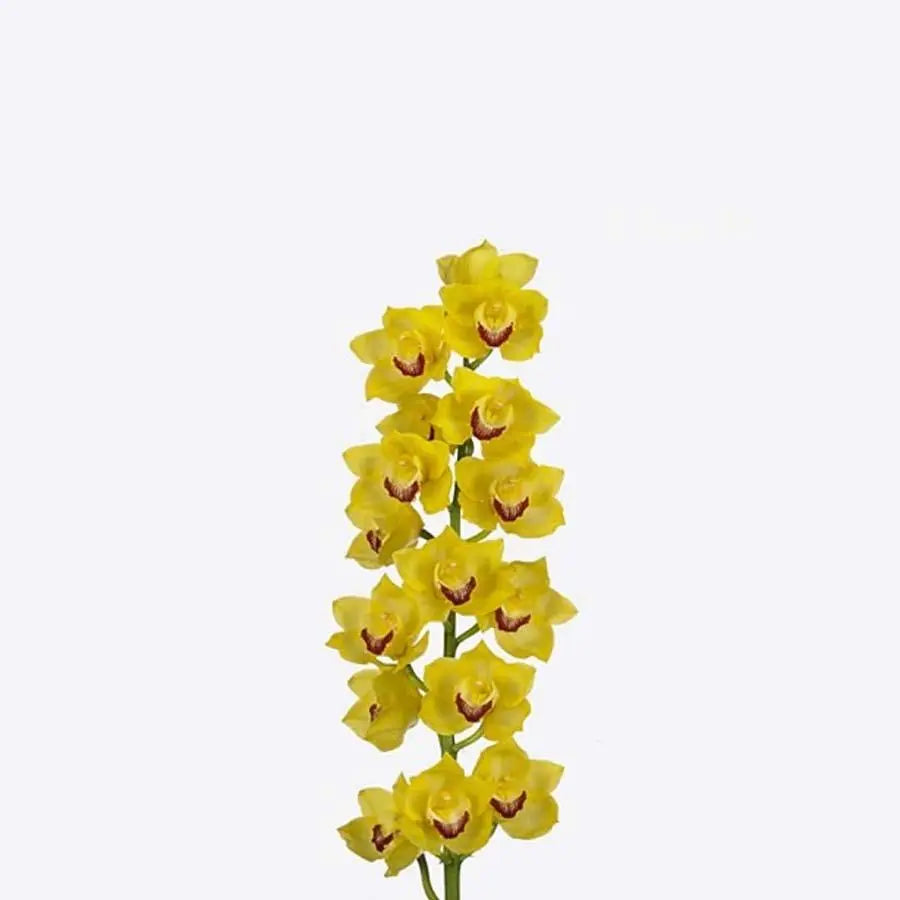 Cymbidium Mimosa - 10 Stem Bunch Holex Dutch