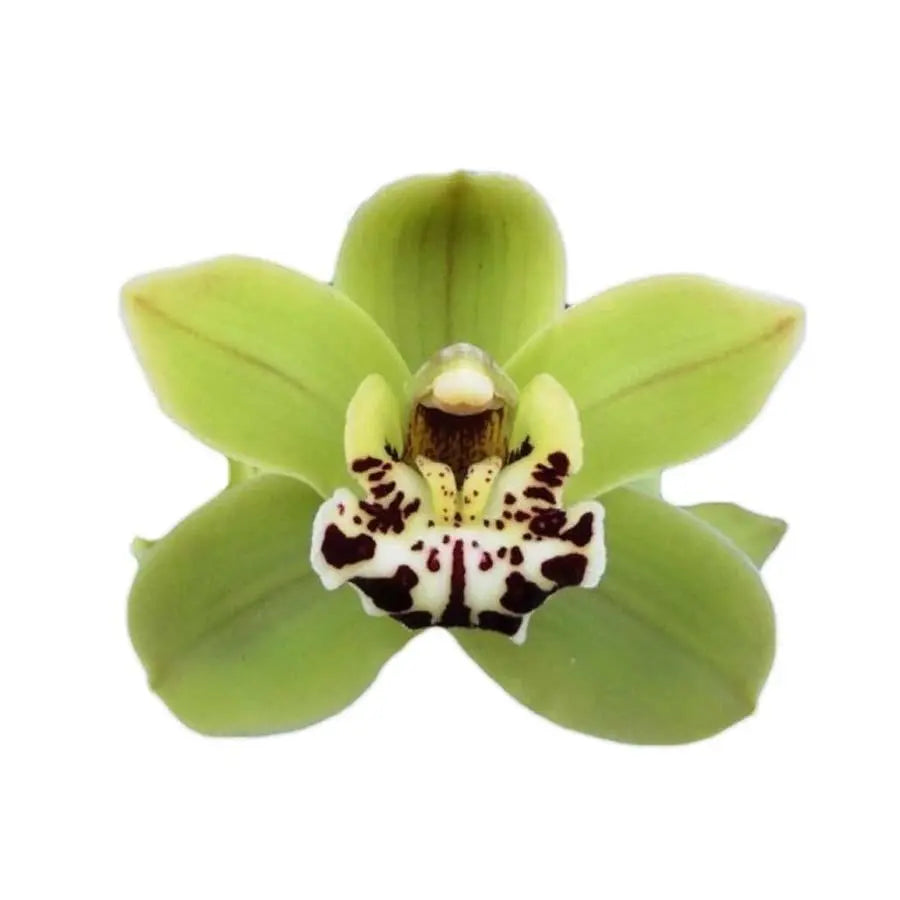 Cymbidium Mini French Mustard - 5 Stem Bunch Holex Dutch