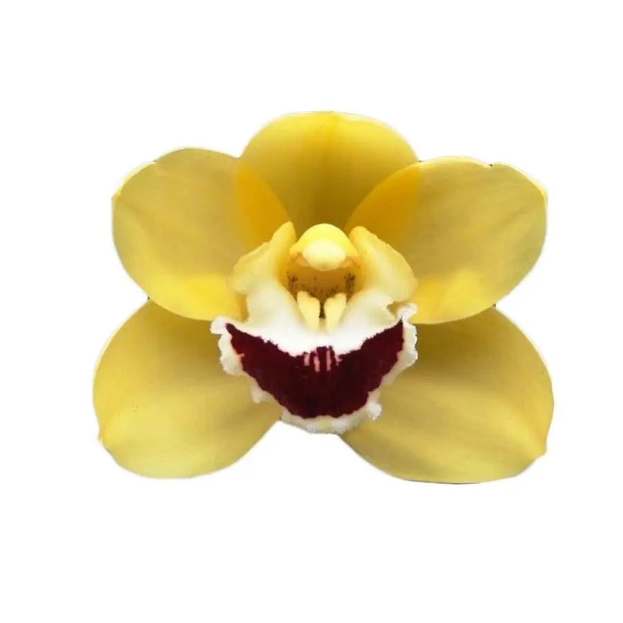 Cymbidium Mini Golden Boy - 8 Stem Bunch Holex Dutch