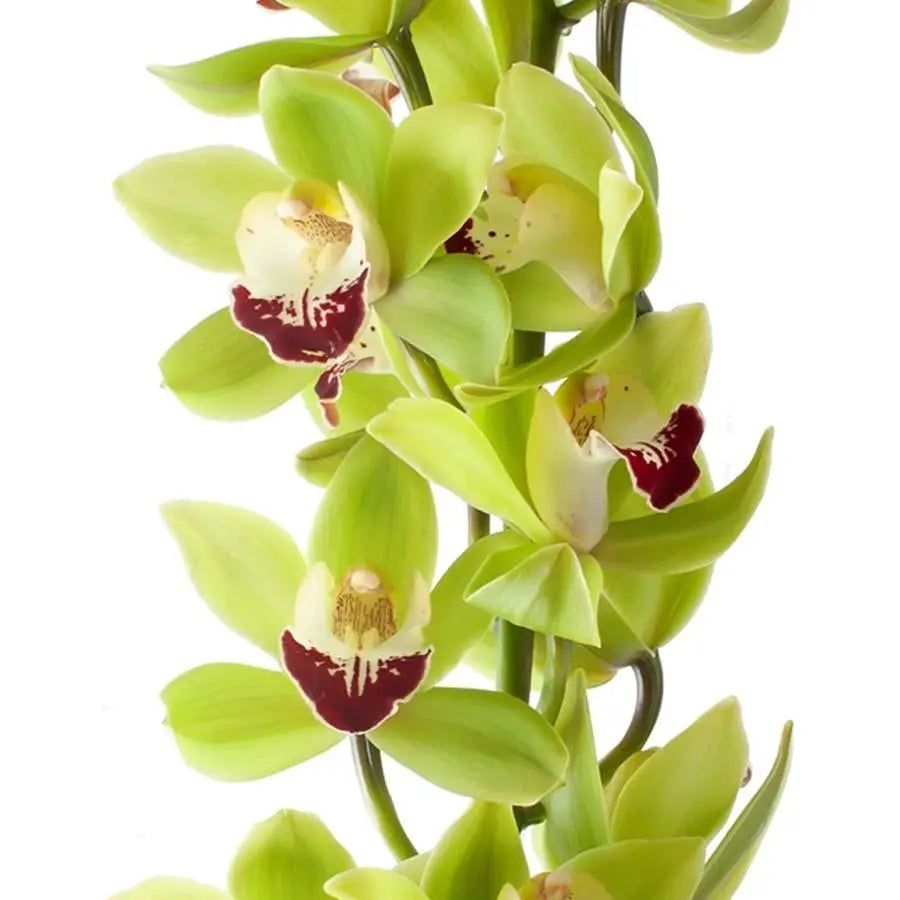 Cymbidium Ovation Emerald - 6 Stem Bunch Holex Dutch