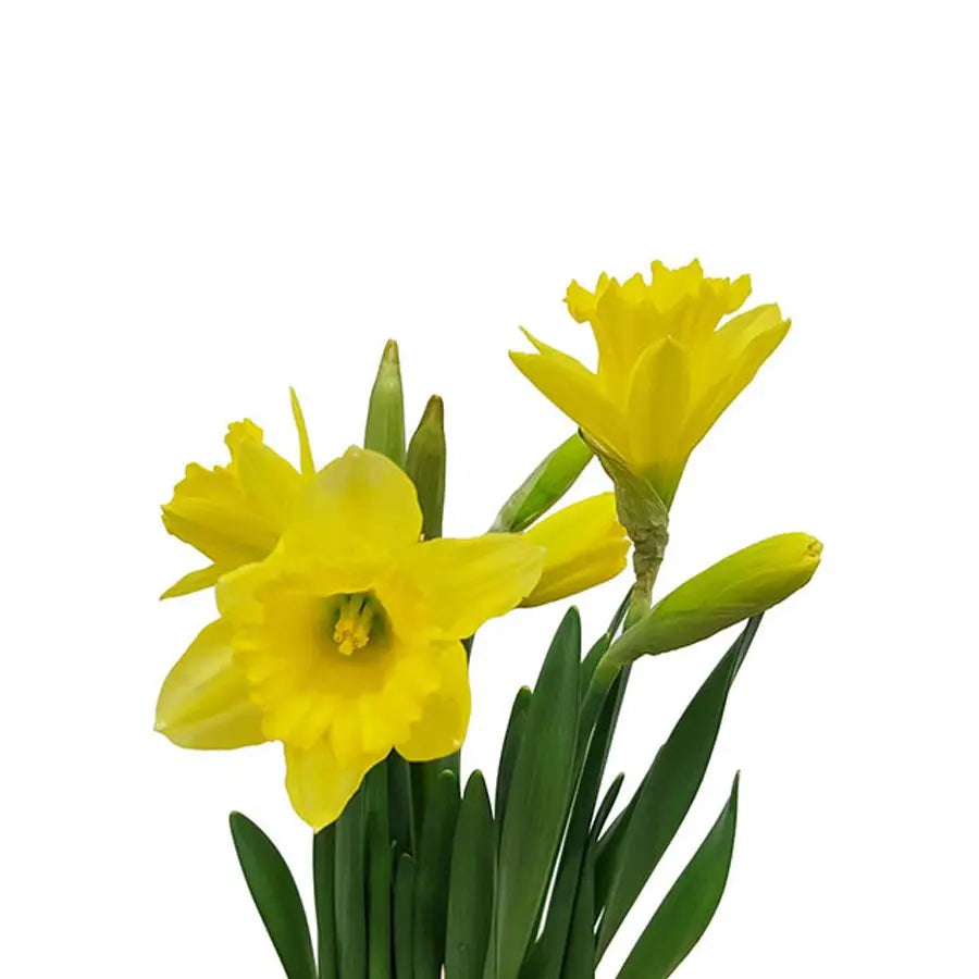 Daffodil Carlton - 50 Stem Bunch Holex Dutch