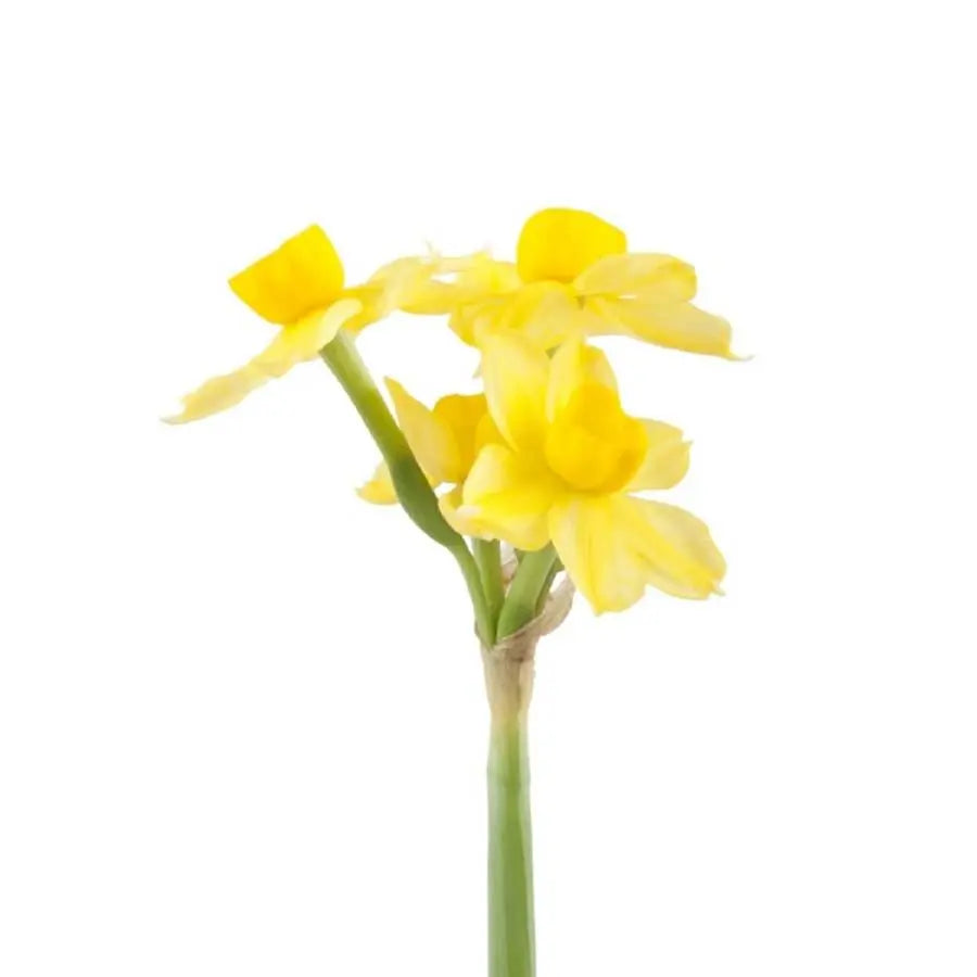 Daffodil Soleil D'or - 50 Stem Bunch