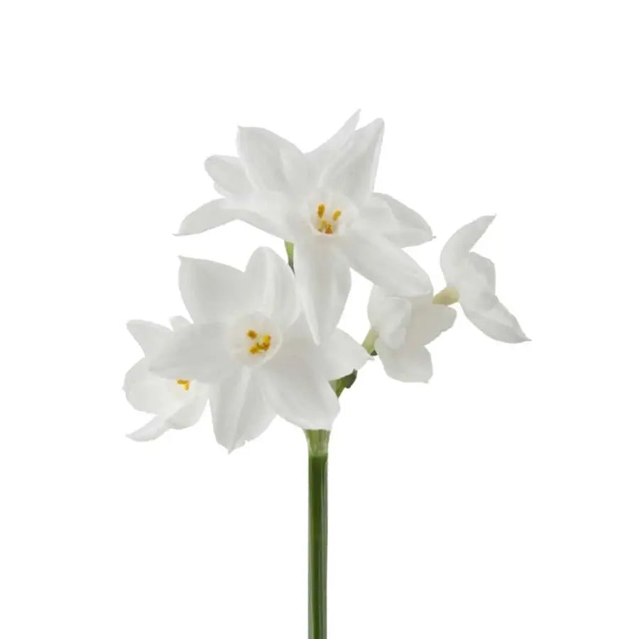 Daffodil Ziva Paperwhite - 50 Stem Bunch