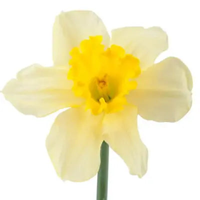 Ashlyn Carter Spring Flower Kit - Tutorial Included PetalDrivenCom