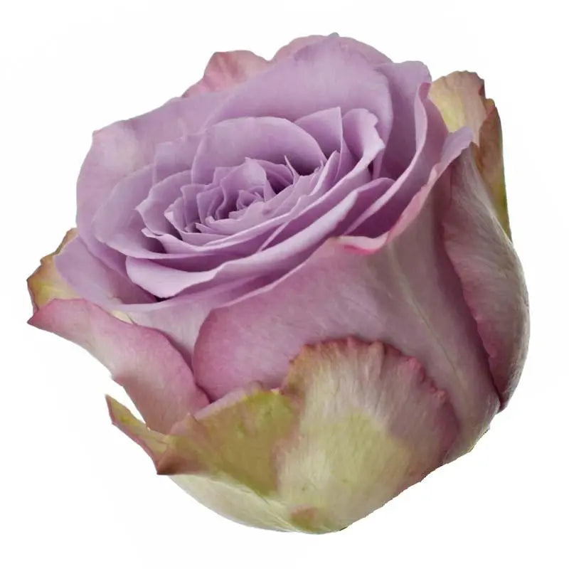 Rose Dancing Clouds