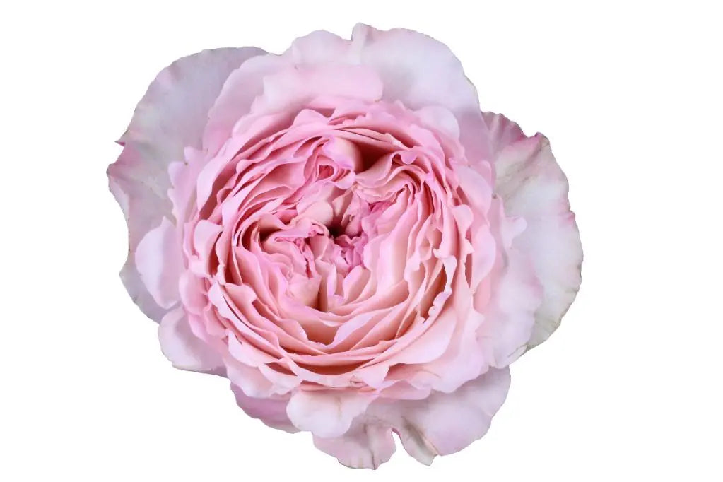 Ashlyn Carter Wedding PetalKit - Includes Video Tutorials PetalDrivenCom
